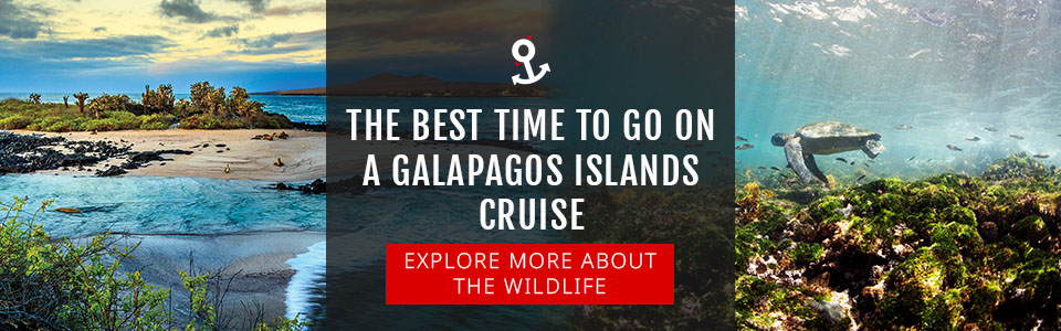 The Best Time to go on a Galapagos Islands Cruise